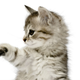 Illustration for article titled Lawmaker Introduces Legislation to Ban Cat-Declawing
